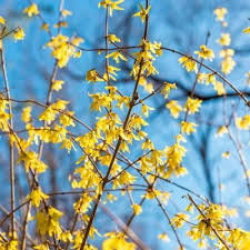 Spring Hill Nurseries 2 5 Qt Lynwood Gold Forsythia Live Deciduous Plant Yellow Flowers With Green Foliage Spring Hill Nursery Yellow Flowers Yellow Plants