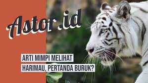 Mimpi melihat harimau mengejar mangsanya Arti Mimpi Melihat Harimau Apakah Pertanda Buruk