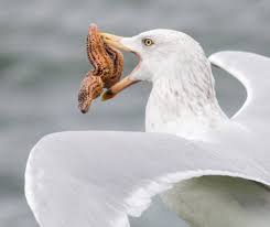 Have We All Missed The Point About Seagulls Save Coastal Wildlife