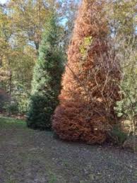 Image result for thuja drying out dead dried symptoms)