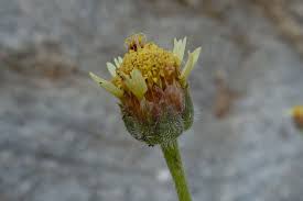 Image result for Tridax