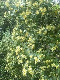 Image result for Quillaja saponaria