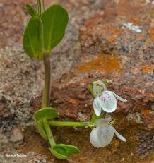 Image result for Justicia anagalloides