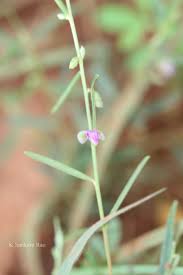 Image result for Polygala erioptera