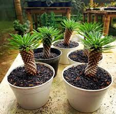Image result for Euphorbia unicornis