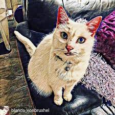 Reposted From Blanca Vonbruxhel Whats Up Meowple Chat Catsofinstagram Cats Catlovers Catmemes Cats Of World Cat Lovers Cat Memes Cats Of Instagram