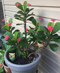 Infected canes have discolored sunken areas (cankers) and dieback that can extend down the stem from the flowers. Euphorbia Milii Aka Crown Of Thorns By Far My Favorite Succulent It Keeps Its Little Pink Flowers All Year Round Succulents