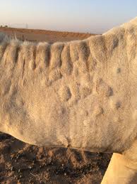 طبيب البل oamkblqexmis7ff tvitter