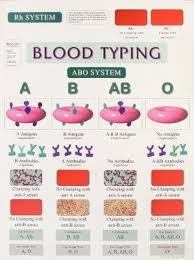 wc11 connective tissue chart biocam mircohistology