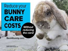 Rabbit Care Top Money Saving Tips Best 4 Bunny Rabbit Care Tortoise As Pets Bunny Care