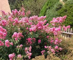 One method might work better for some gardeners while another method might be easier for some. Faq The Crepe Myrtle Rothco Tree Service Woodlands Spring Conroe Magnolia Kingwood