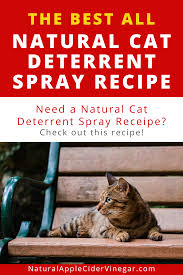 The Best All Natural Cat Deterrent Spray Recipe All Natural Home In 2020 Cat Deterrent Spray Natural Cat Cat Deterrent