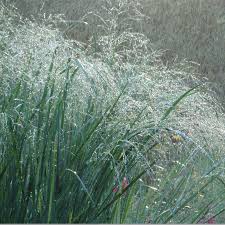 Image result for Panicum hochstetteri