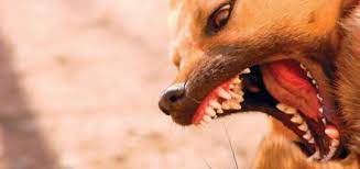 The dog lost interest so i took my dog, cradled her in my arms, and she really just bled. How To Break Up A Dog Fight Ask An Expert Modern Dog Magazine