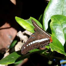 Image result for Anadelphia  trispiculata