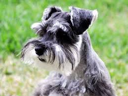 Miniature Schnauzer Breed Information Characteristics Puppy Names Schnauzer Breed Schnauzer Miniature Schnauzer