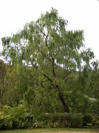 Image result for Salix babylonica