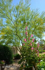 Check spelling or type a new query. Pin By Noelle Johnson On Favorite Gardens Travels Desert Garden Growing Hollyhocks Blooming Plants