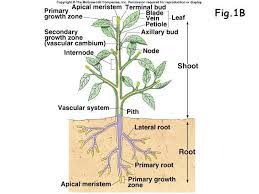 Maybe you would like to learn more about one of these? Plant Physiology Assignment Point