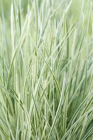 Image result for Lomariopsis rossii