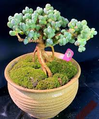 Image result for Kalanchoe velutina