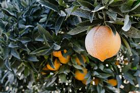 Pesticides Fruits Et Legumes Les Plus Et Moins Pollues Liste De Fruits Fruits Et Legumes Manger Des Fruits