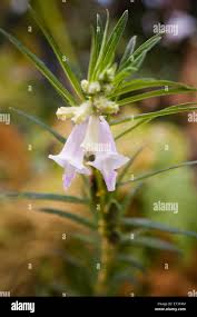 Image result for Sesamum angustifolium