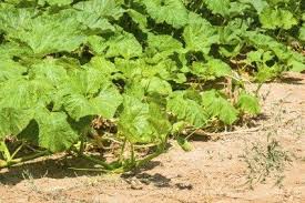 The seeds do not germinate in cold soil, and. Non Blooming Pumpkin Plants Learn How To Get Blooms On Pumpkins
