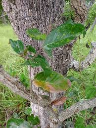 Image result for Maranthes