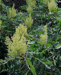 Image result for Rhus