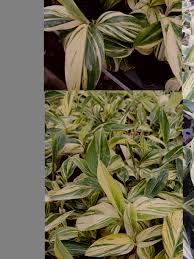 Image result for Alpinia zerumbet