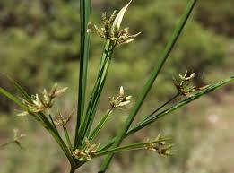 Image result for Cyperus sp. no. 1