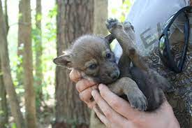 Review how much wolf hybrid puppies for sale sell for below. Buying A Wolf Puppy Care Legality And Differences From Dogs