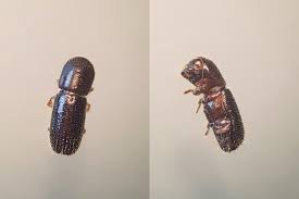 Image result for Xyris schliebenii