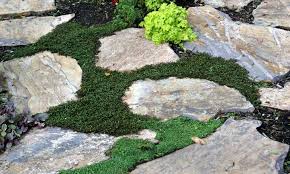 The Grass Is Always Greener On The Other Side Of The Fence Examples Corsican Mint Grow And Care For Mentha Requienii Epic Gardening Corsican Mint Ground Cover Ground Cover Plants