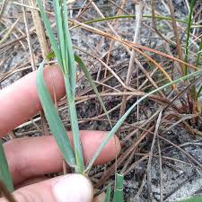 Image result for Eragrostis atrovirens