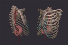 Pain coming from a person's rib there are many possible causes of rib cage pain. Illm 603 3d Modeling Rib Cage With Stomach And Aorta On Behance