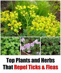 Top Plants And Herbs That Repel Ticks Fleas Getting Rid Of Ticks And Fleas Can Be A Nightmare For A Lot Of U Plants Mosquito Repelling Plants Dog Safe Plants