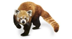 They eat around two to four pounds or 1 to 2 kilograms of bamboo leaf tips and shoots every single day. A Day In The Life Of A Red Panda Dk Find Out