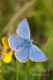 Adonis Blue Butterfly By Mark Monckton Aves Mariposas