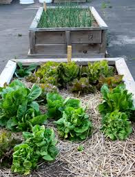 A Raised Bed Garden In The City The Family Ceo Raised Garden Beds Urban Garden Garden