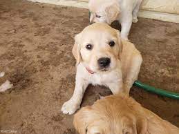 5 male puppies available, ranging from the traditional dark golden to a beautiful light english cream blend. Stunning Kc Golden Retriever Puppies Brighton East Sussex Nomtimes Uk