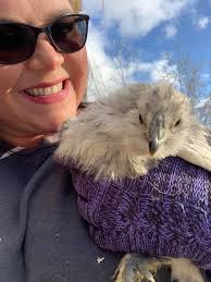 So I have 3 silkies….named them bubbles, buttercup and blossom….noticed  blossom starting to look a little more roosterish yesterday….my poor  powerpuff girls are short a member….and possibly gained a Fuzzy Lumpkins  instead.