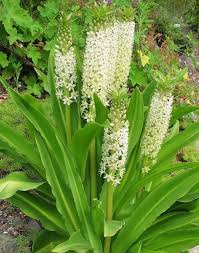 Image result for Eucomis