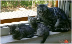 <<was sie beachten sollten>> <<entscheidungshilfen vor der vermittlung>> doreen ca. Katzenbabys Suchen Eine Zuhause Hallelife De Nachrichten Aus Halle An Der Saale Und Der Region