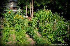How To Plan A Vegetable Crop Rotation Hgtv