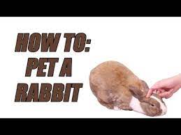 How To Pet A Rabbit Youtube