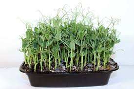 Peas take 7 to 30 days to germinate. How To Grow Pea Shoots In 4 Easy Steps Urban Growth London