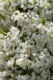 We did not find results for: Victory Pyracantha Plants Winter Plants Plant Catalogs