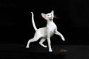 Oriental Cat Breed Information, Pictures, Characteristics ...